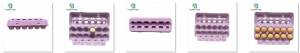 View Top Window Egg Pack 12 cells Paper Pulp Egg Carton Manufacturing Factory